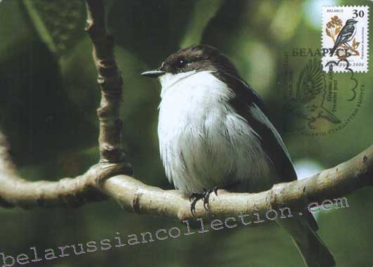 Pied Flycatcher (Ficedula hypoleuca)